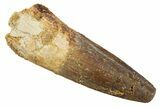 Fossil Spinosaurus Tooth - Real Dinosaur Tooth #344517-1